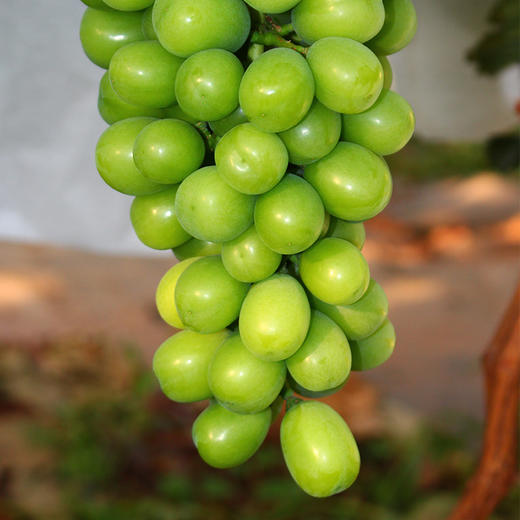 青提 青王 葡萄 商品图1