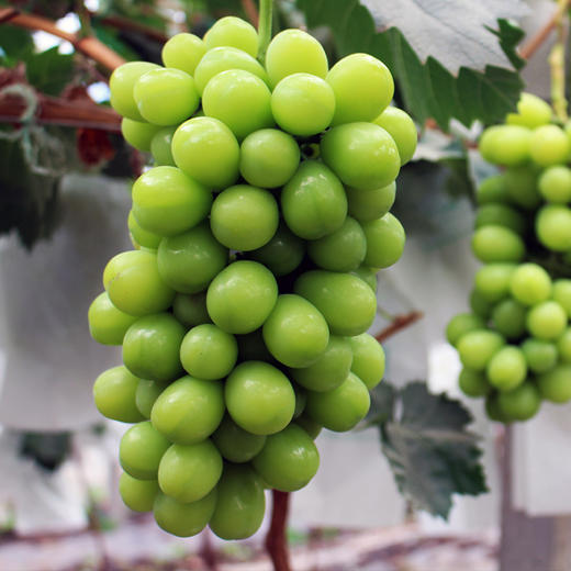 青提 青王 葡萄 商品图2