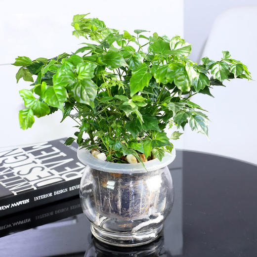 小幸福树绿植盆栽-净化空气防辐射电脑桌面摆放(2盆起送,盆子随机)