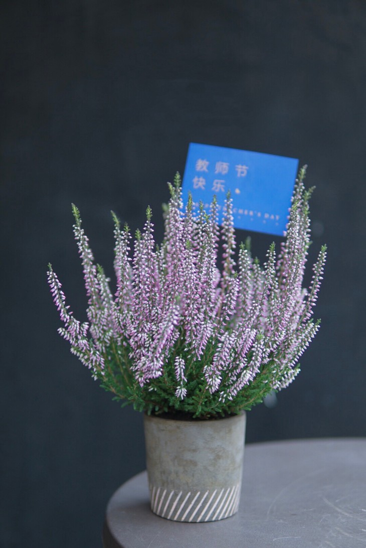 欧石楠养护