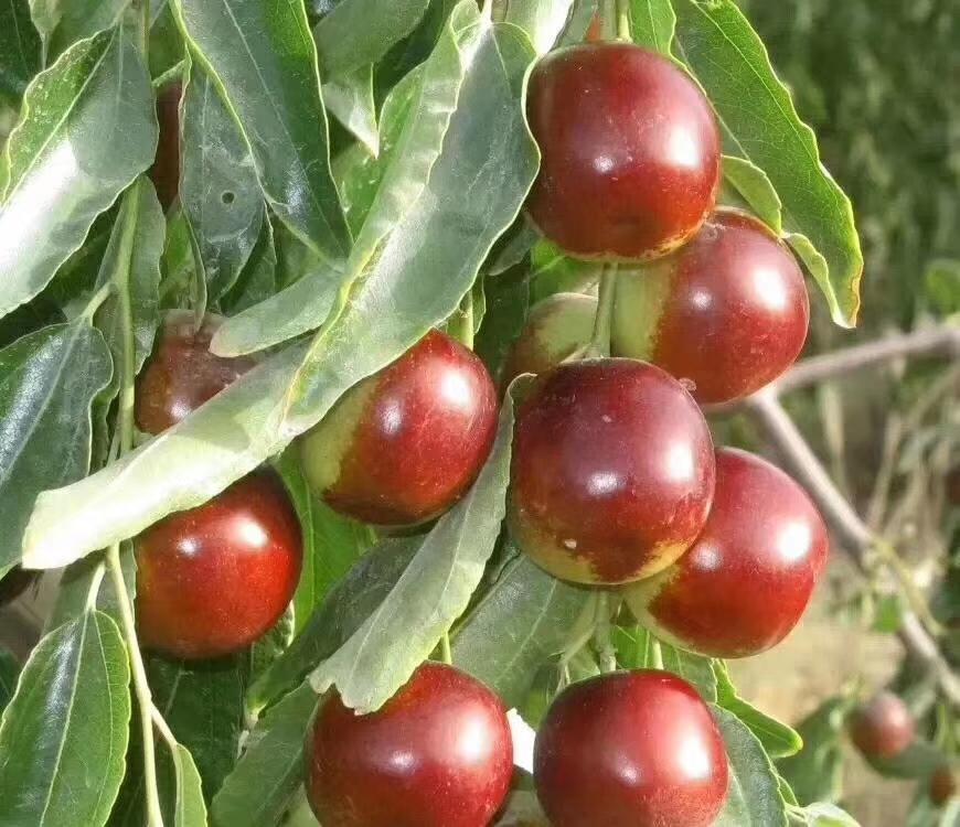 新疆有机鲜枣| 3.6斤/箱 【包邮】