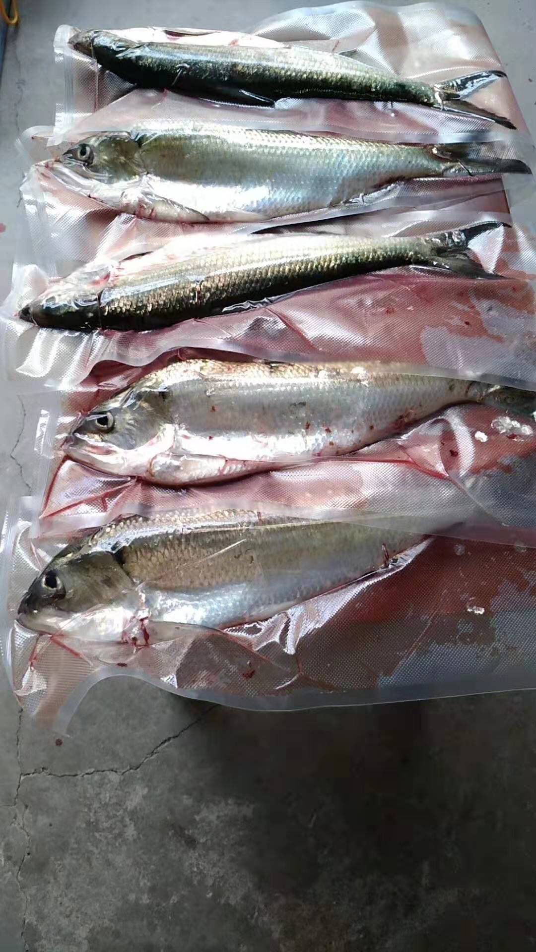鲥鱼,是一种长江下游的独特美食