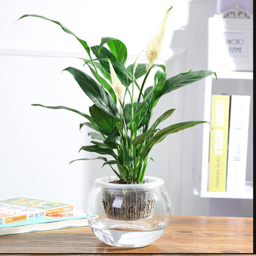 白掌一帆风顺精致懒人水培土培绿植盆栽室内办公室阳台美观净化空气