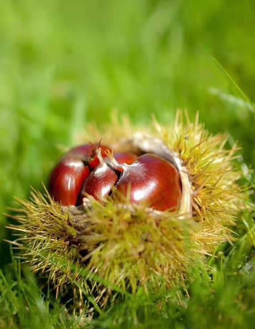 【💥产地直发】正宗迁西板栗超级给力活动！粉糯香甜，营养丰富，好山种好栗，品质杠杠滴~不接急单 商品图5