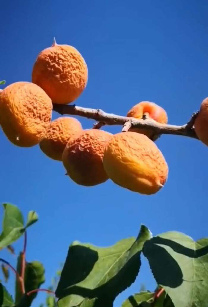 树上杏干/野生自然熟干/杏肉厚实饱满,香甜可口,一物两吃,2斤装,包邮