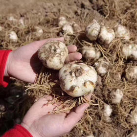 〔产地直发包邮14〕兰州多年生甜百合