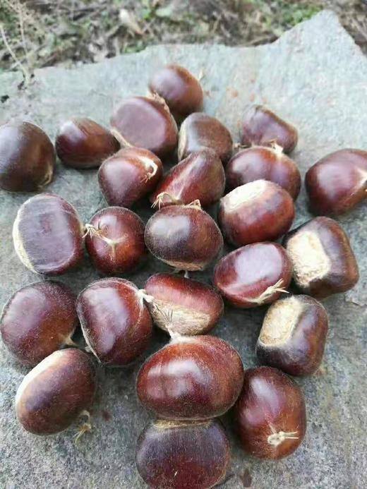 【💥产地直发】正宗迁西板栗超级给力活动！粉糯香甜，营养丰富，好山种好栗，品质杠杠滴~不接急单 商品图3