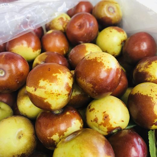 二代短枝冬枣 商品图0