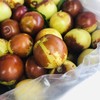 二代短枝冬枣 商品缩略图1