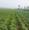 纯地瓜粉条、面粉、 玉米糁、 面条、 有机种植红薯地瓜  生之恋农场 商品缩略图2
