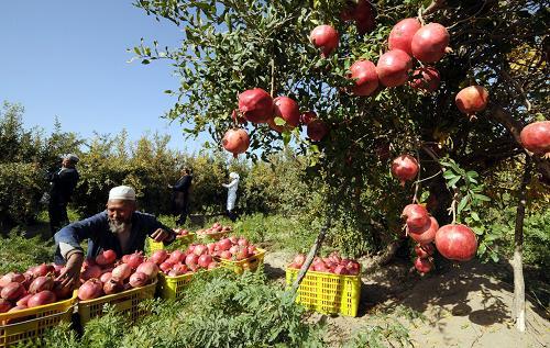 【和田】皮亚曼丑石榴5斤装8果 商品图1