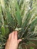 纯地瓜粉条、面粉、 玉米糁、 面条、 有机种植红薯地瓜  生之恋农场 商品缩略图6