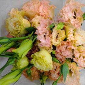 配花-云南龙胆（洋桔梗）-香槟色-0.8KG(特价)