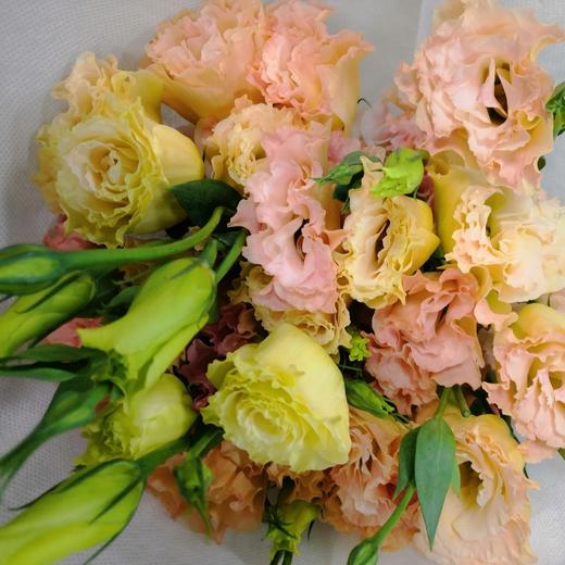 配花-云南龙胆（洋桔梗）-香槟色-0.8KG(特价) 商品图0