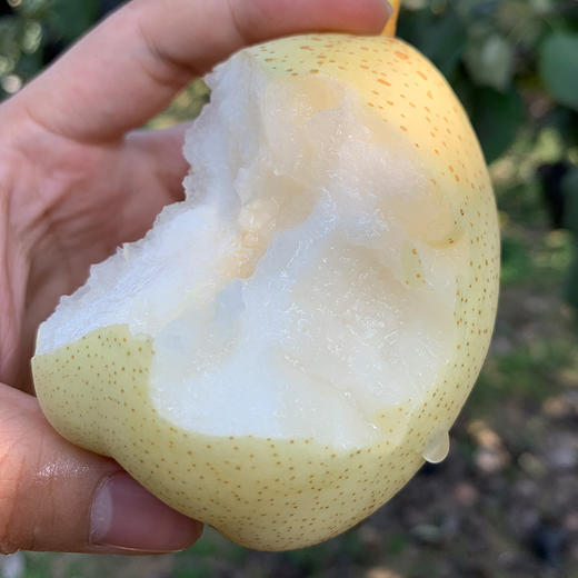 河北水晶梨 皮薄多汁 酥脆爽口 好味道来自好产地 5斤装包邮