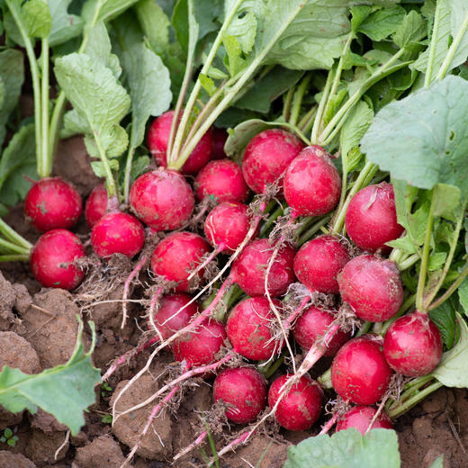 樱桃萝卜Radish（赠品） 商品图0