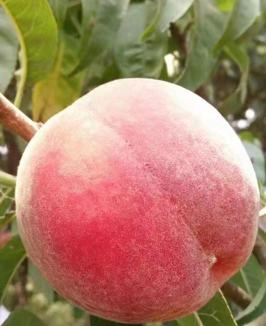 【新鲜到货】新疆雪桃,脆甜爽口,口感很好,省内包邮!