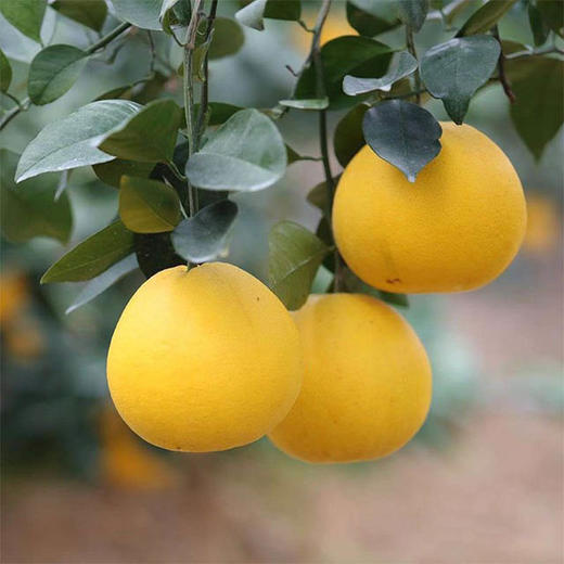 【精品台湾葡萄柚】3头6头,入口清香,水分充盈,香味浓郁