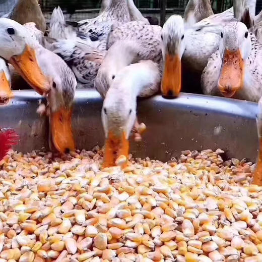 〔上海直发包邮01〕牧场山野老母鸡/老鸭 商品图1