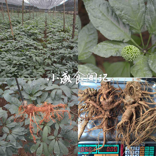 三七粉（二十头足头，不带剪口）250g装 商品图6