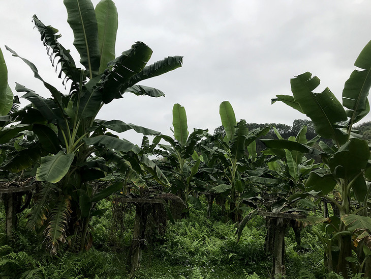 基地包邮生态粉蕉5斤不用保鲜剂广东清远朴然农园