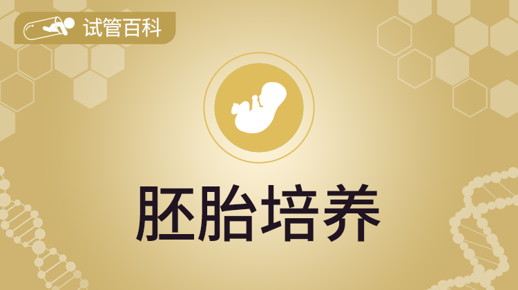 试管百科-胚胎培养