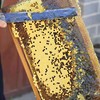 【四川扶贫】等蜂来高原中蜂百花蜜280g，一年仅采一次的土蜂蜜 商品缩略图1