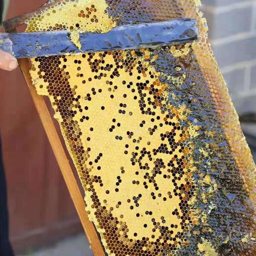 【四川扶贫】等蜂来高原中蜂百花蜜280g，一年仅采一次的土蜂蜜 商品图1