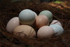 旧院黑鸡蛋【初生蛋、头窝蛋】30枚 商品缩略图0