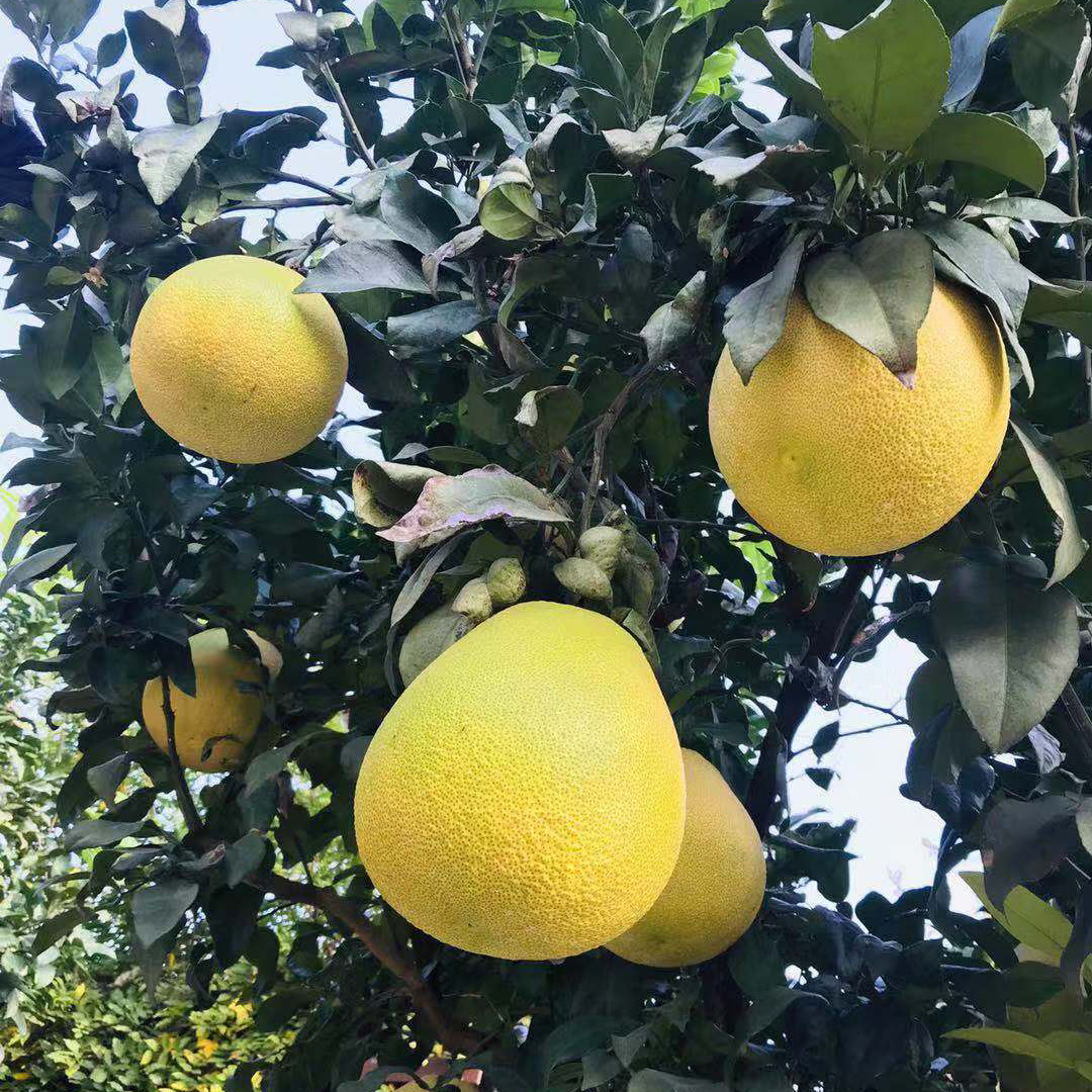 吃货必入 | “柚”惑十足，满园柚香关不住 ，等你来采摘！