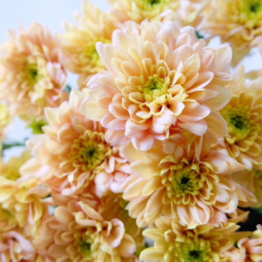 荷兰花材balticasalmon奶油重瓣三文鱼小雏菊5支