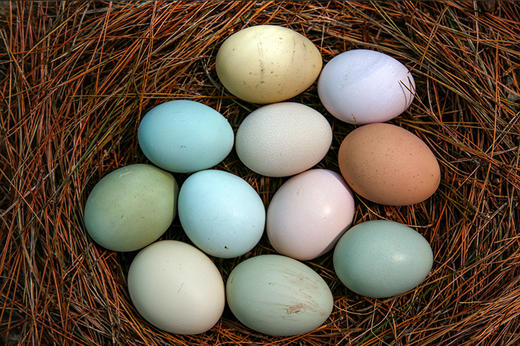 【旧院黑鸡8月中只+生态型30枚鸡蛋】 商品图2