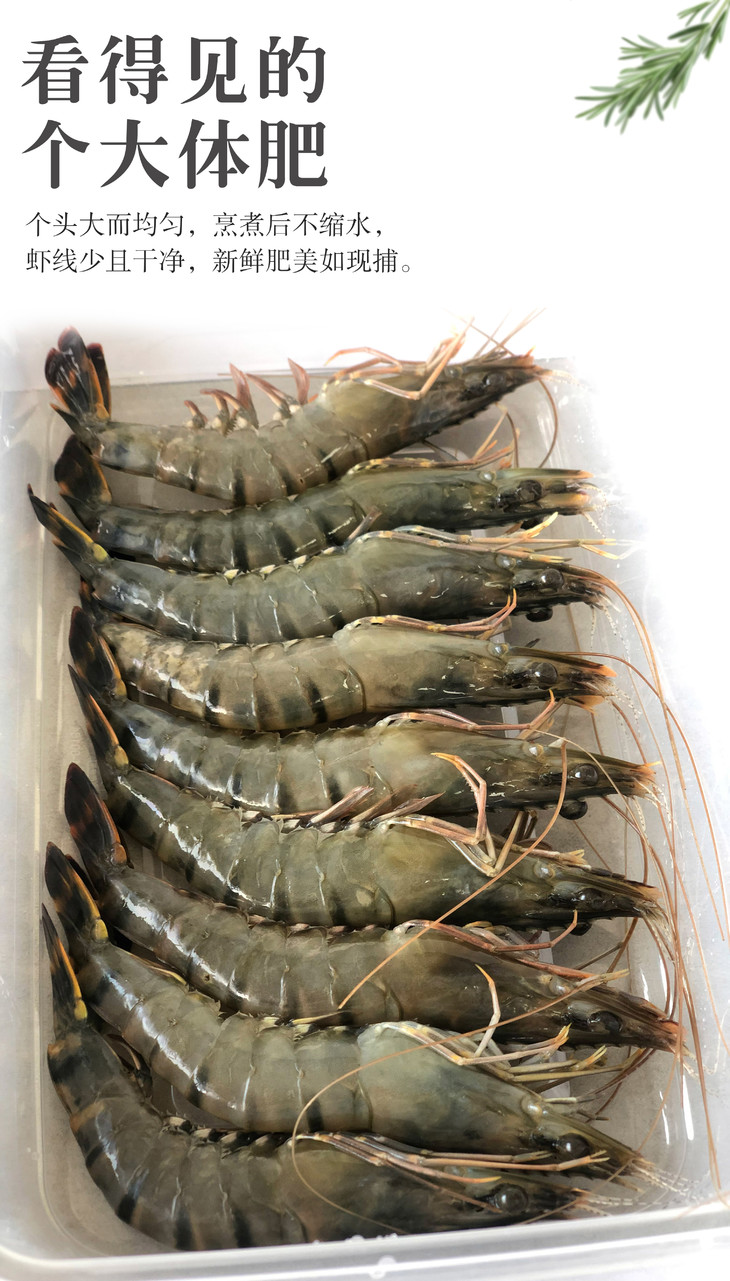马来西亚活冻黑虎虾顺丰到付