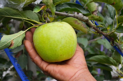 王林青苹果雀斑美人