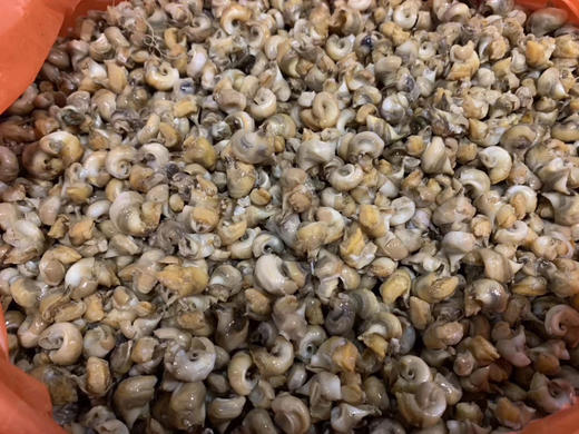 小螺肉 商品图2