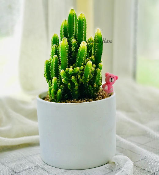 精品绿植||万重山