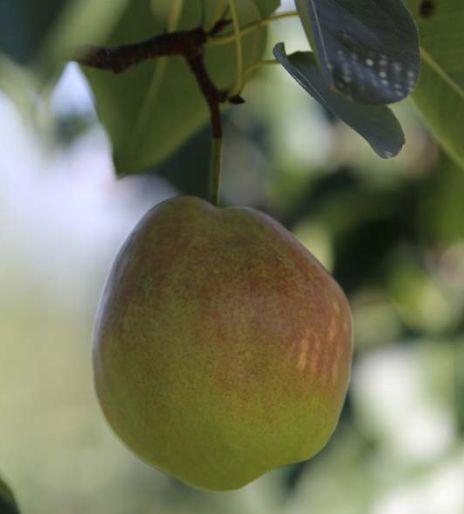 隰县玉露香梨 商品图2