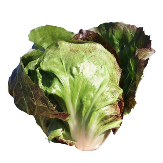 每日现摘_密农人家咱基地种植脆嫩结球菊苣400g - 密农人家微信商城