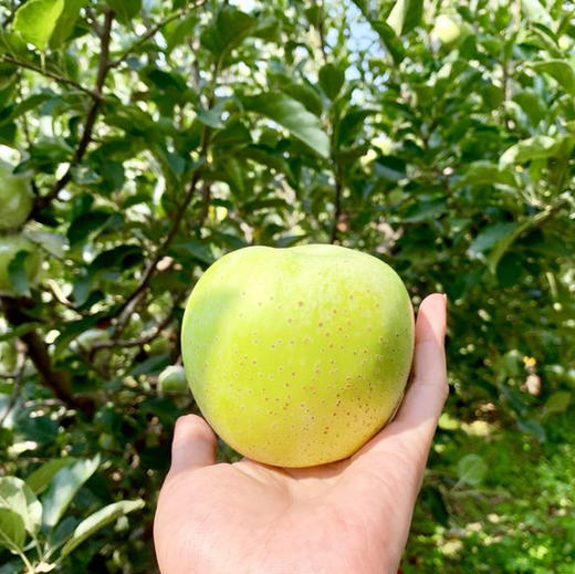 王林青苹果雀斑美人