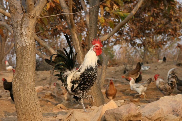 鹊山鸡处理后深山原生态养殖