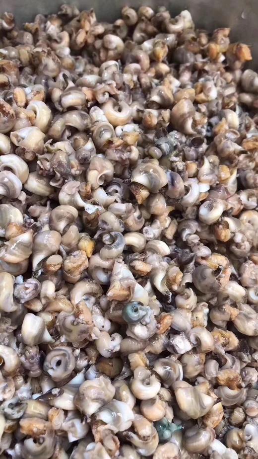 小螺肉 商品图1