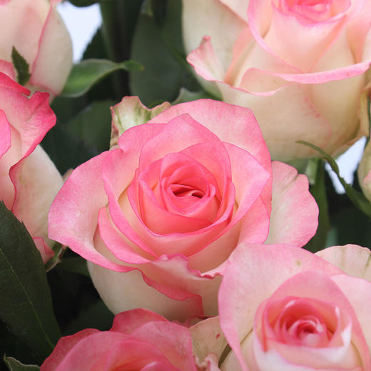 玫瑰·艾莎 商品图1