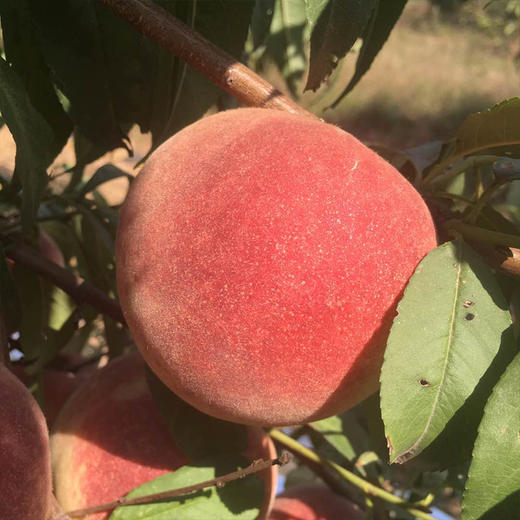 山东金秋红蜜桃5斤装约10枚左右