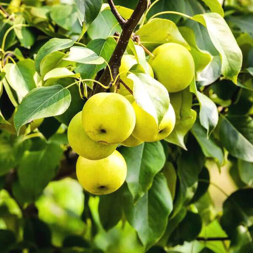 京西贡品 京白梨 5斤礼盒装