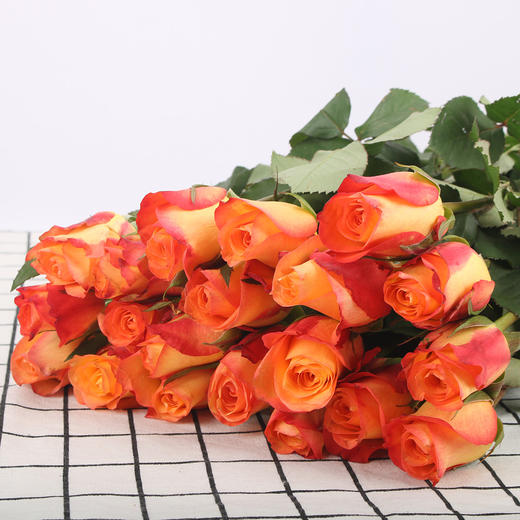 玫瑰·金辉 商品图0