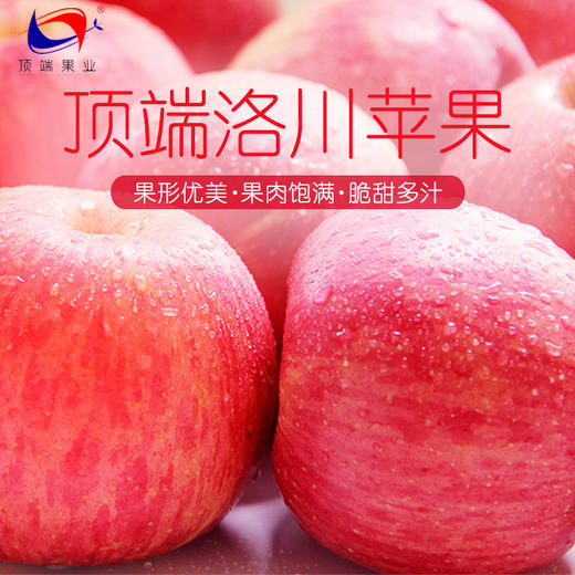 【试吃中果】陕西洛川红富士苹果6枚中果苹果(75mm-80mm) 小巧玲珑 一个刚刚好 商品图4