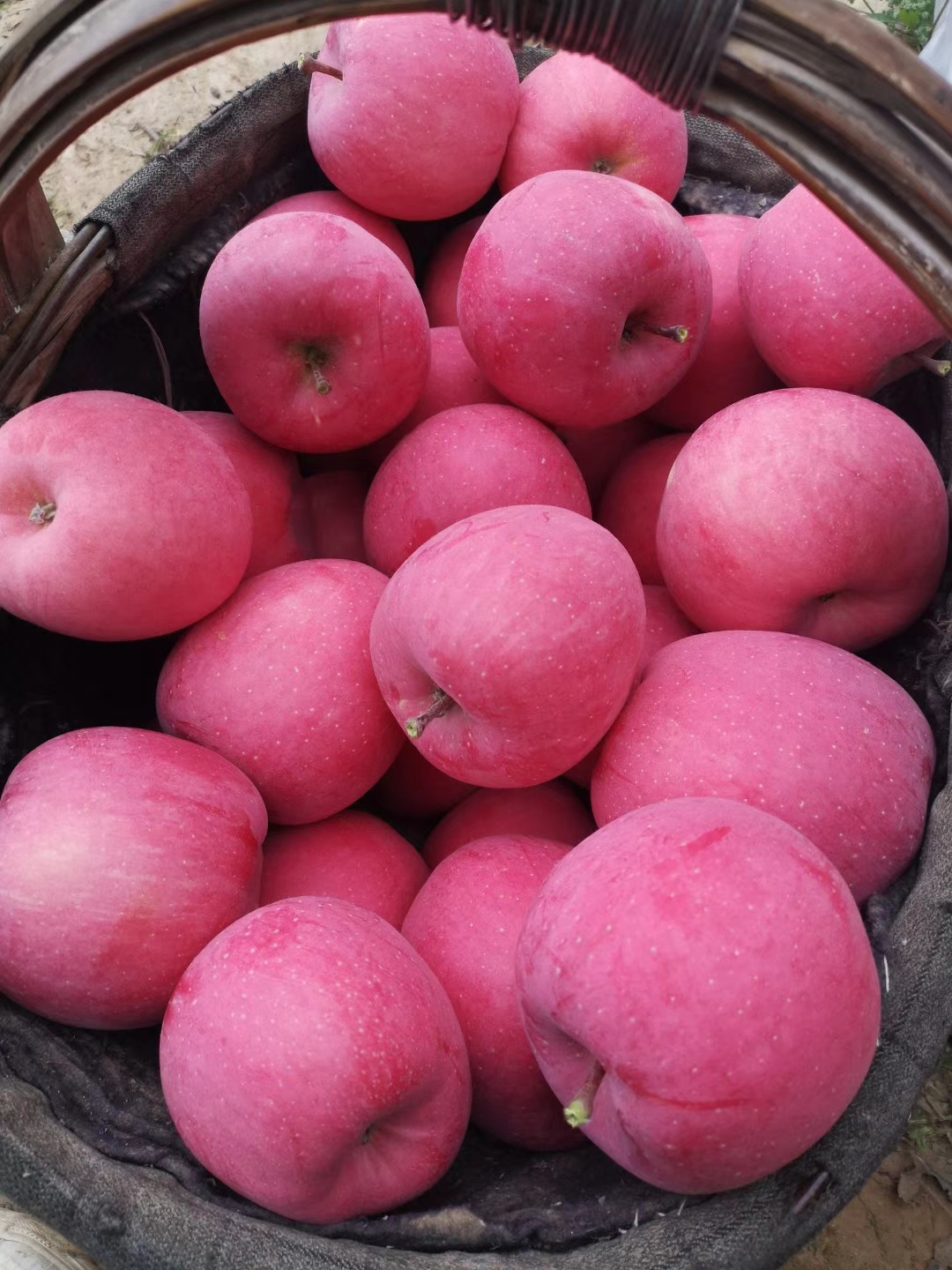 非冷库红富士苹果甘肃秦安优质果园现摘现发好评不断