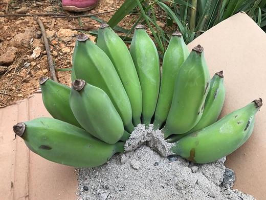 自然生自然熟芭蕉又开团咯！积量发货哟！5斤装，积量发货 商品图2