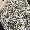 配花-国产满天星-白色-1kg 商品缩略图0
