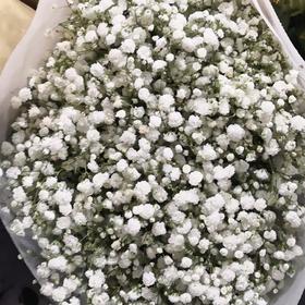 配花-国产满天星-白色-1kg